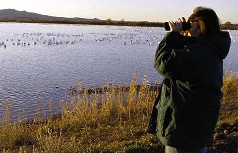 Birdwatching Birdwatching