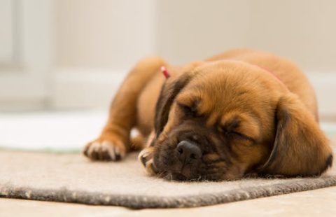 puppy1 puppy1