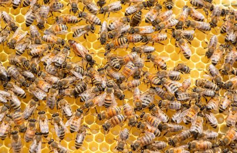 bees bees