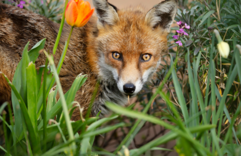 wildlife gardening3 wildlife gardening3
