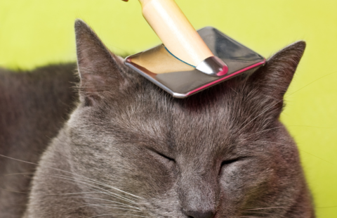 cat grooming1 cat grooming1